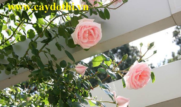 Mua trồng bán cây hoa hồng phấn