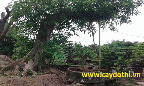 Bán trồng cây sung bonsai