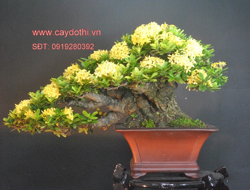 Cây mẫu đơn vàng bonsai
