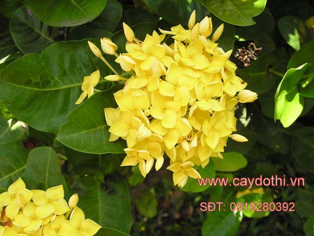 Hoa cây mẫu đơn vàng