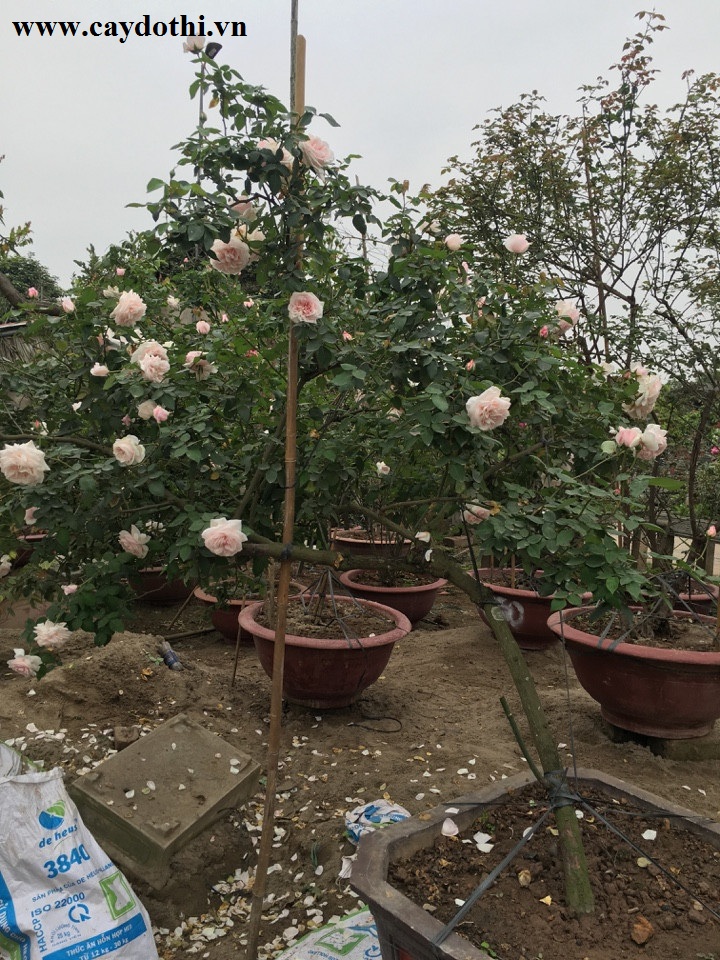  cây hoa hồng văn khôi
