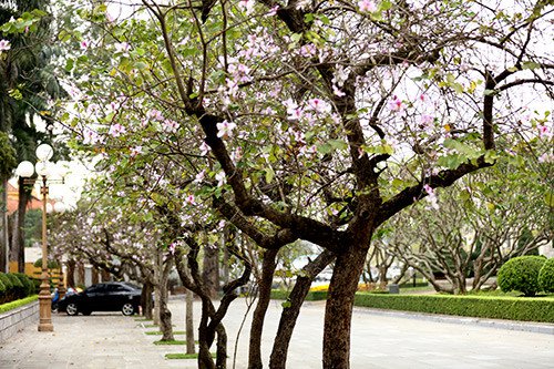 Cây móng bò/ cây ban tím | Blog Cây Cảnh