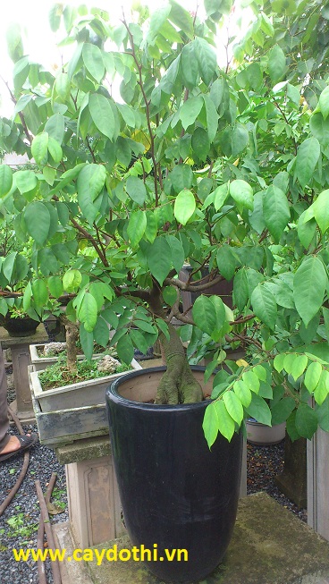 cây khế bonsai nhỏ