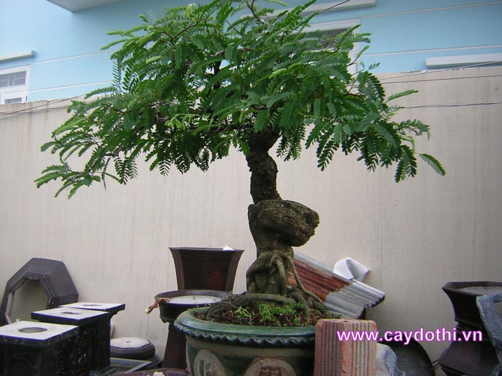 bán mua cây me bonsai
