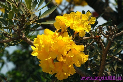 hoa cây chuông vàng
