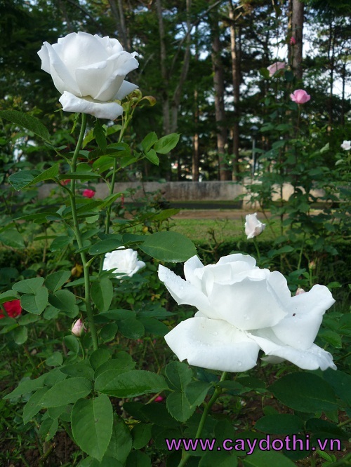 Cây hoa  hồng bạch