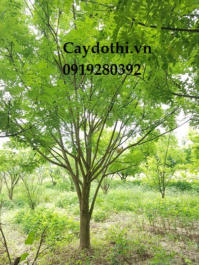 Cây hoa hòe đẹp giá rẻ
