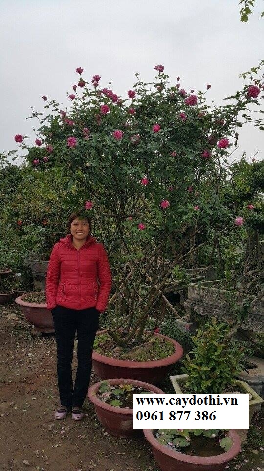 cây hoa hồng cổ sapa lớn