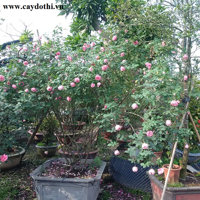 Cây hồng cổ sapa rực rỡ sắc hoa