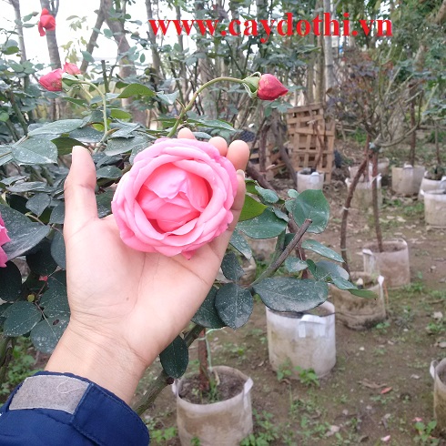 Hoa hồng tree rose