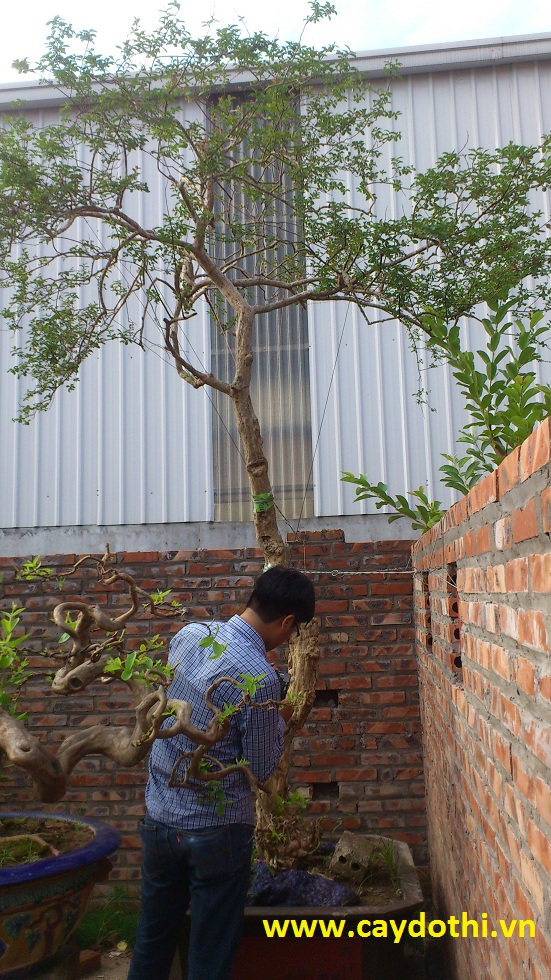 Bán cây tường vi trồng trước nhà