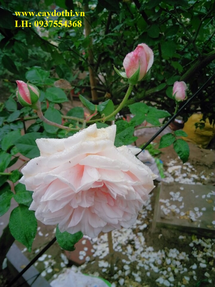 Hoa hồng Văn Khôi- hồng Cung phủ