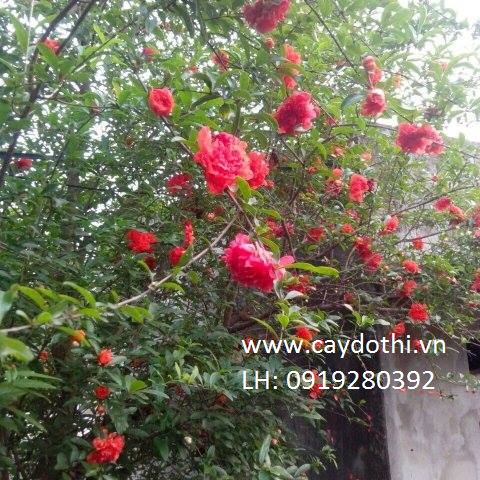 cây lựu hạnh hoa đỏ