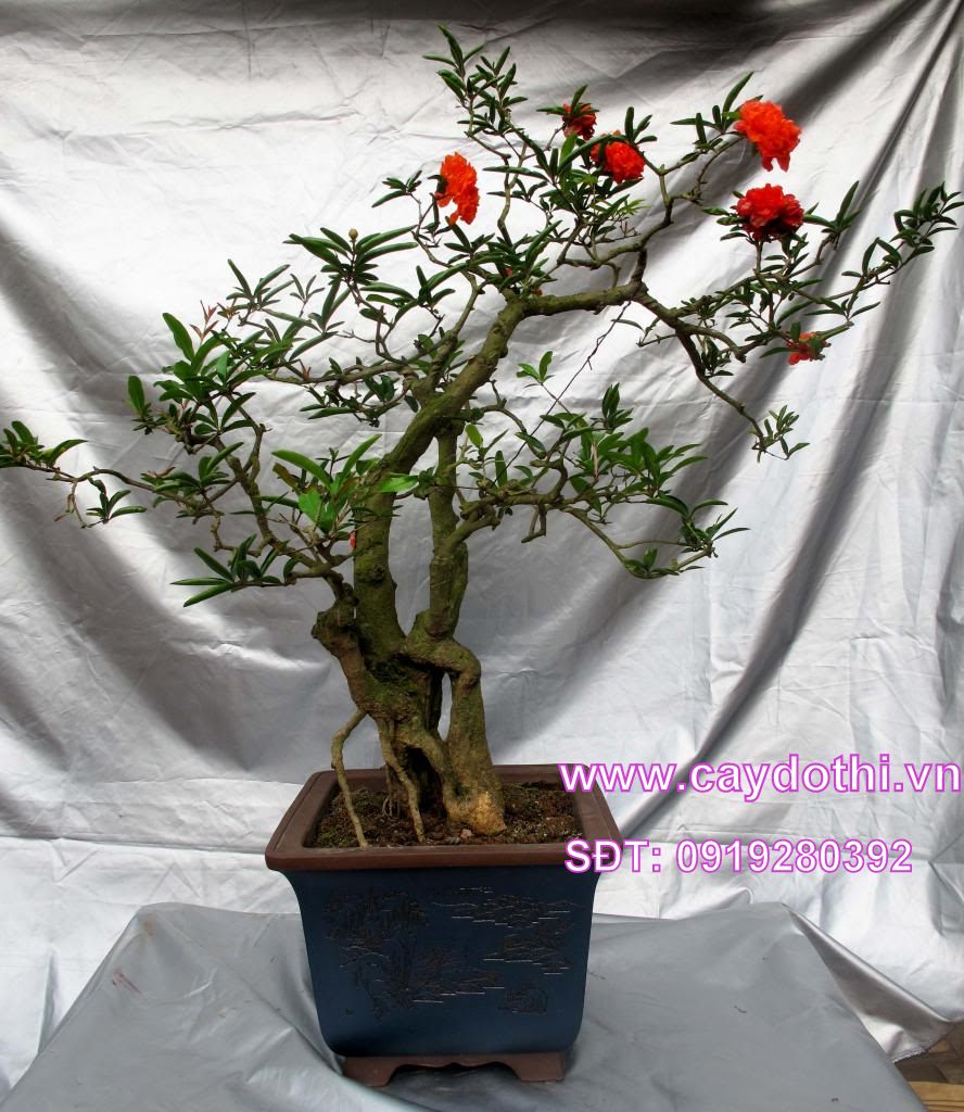 cây lựu hạnh bonsai