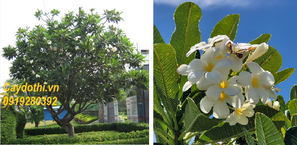 cây sứ đại hoa trắng