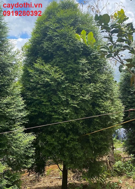 cây bách xanh cỡ lớn