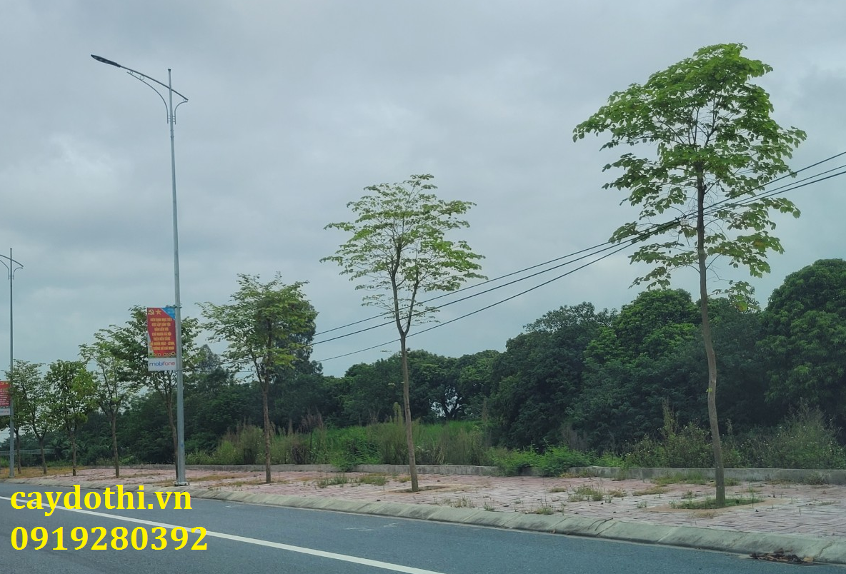 cây ban trắng