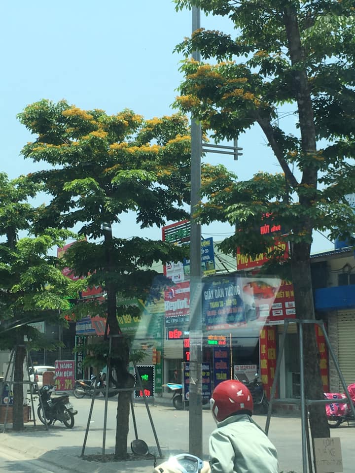 cây giáng hương trồng tuyến phố