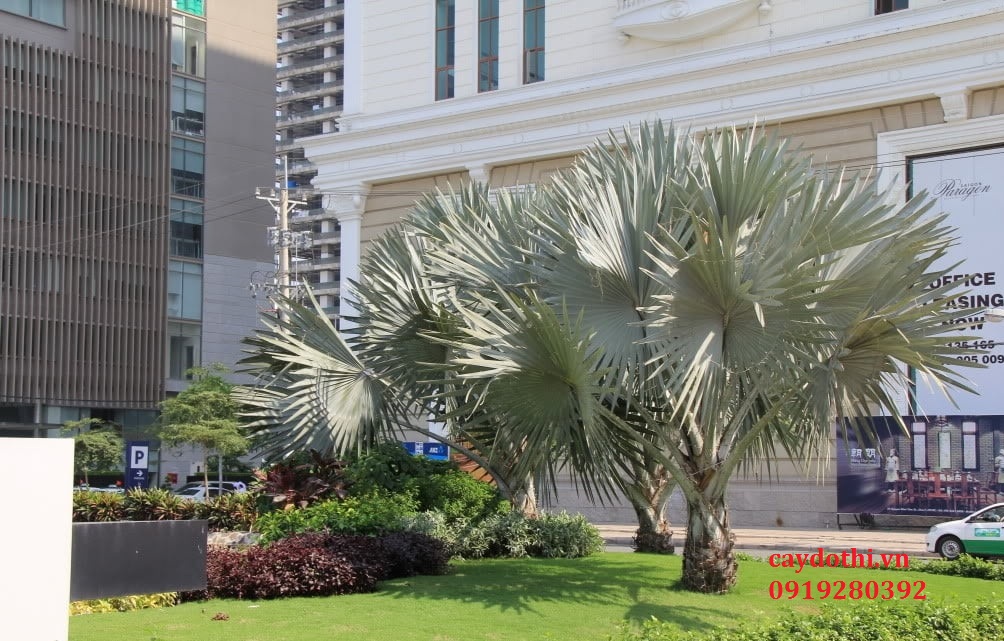 cây kè bạc trồng khách sạn