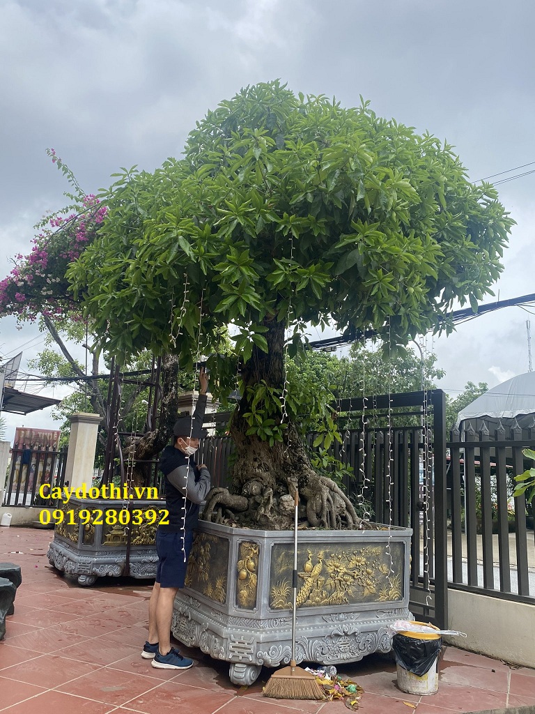 cây lộc vừng bonsai trồng chậu