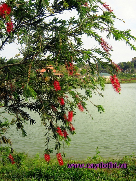cây liễu trồng bờ hồ