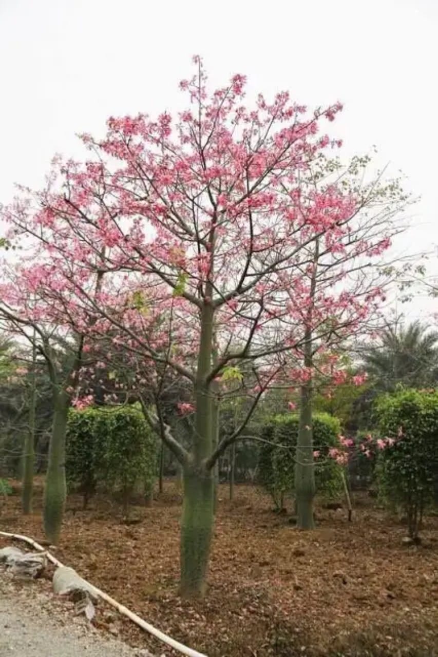 cây mỹ nhân màu hồng