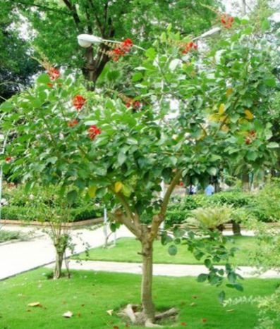 cây osaka đỏ trồng công viên