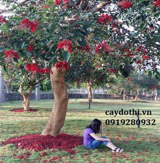 cây osaka hoa đỏ 