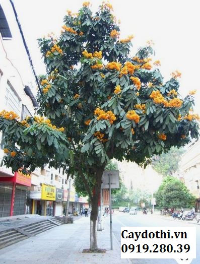 cây vàng anh đường phố
